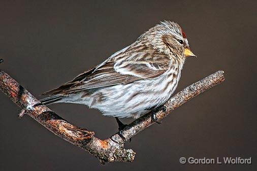 Common Redpoll_24398.jpg - Common Redpoll (Carduelis flammea) photographed at Ottawa, Ontario, Canada.